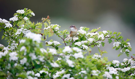Sedge warbler in hawthorn tree