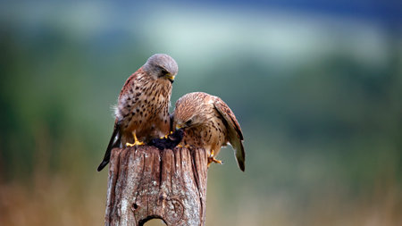 Male and female kestrelsの写真素材