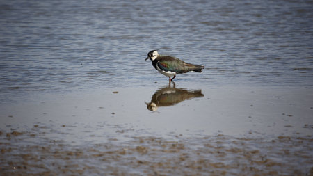 Lapwing feeding on the shoreの写真素材