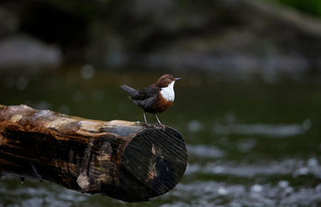 Dipper on a logの写真素材