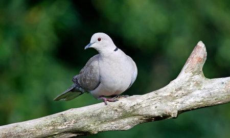 Collared dove in the woodsの写真素材