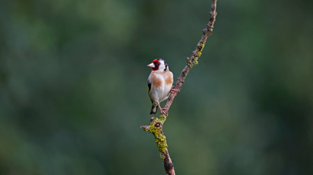 Goldfinch in the woods
