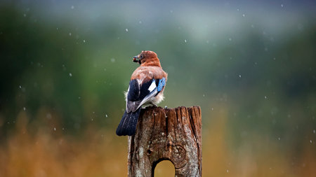 Eurasian jay down on the farmの写真素材