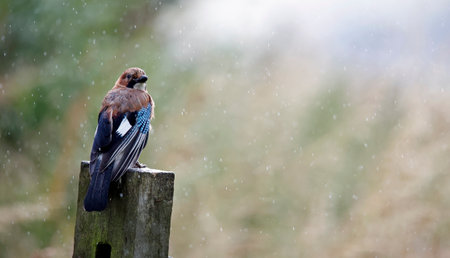 Eurasian jay down on the farmの写真素材