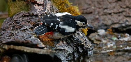 Juvenile great spotted woodpecker drinkingの写真素材