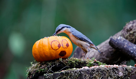 Nuthatch and pumpkinの写真素材