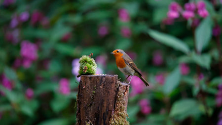 Eurasian robin in the woods
