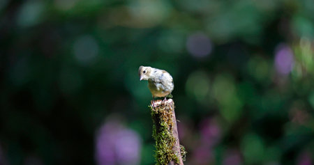 Female chaffinch in the woodsの写真素材