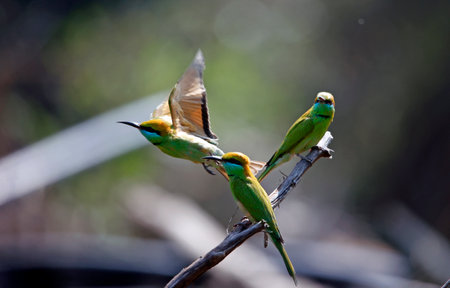 Indian green bee eatersの写真素材