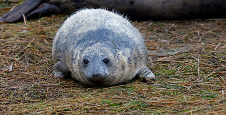 Grey Seal Pup (Halichoerus grypus)