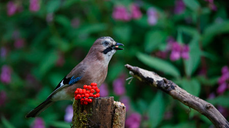 Eurasian jay (Garrulus glandarius) on a branch with berriesの写真素材