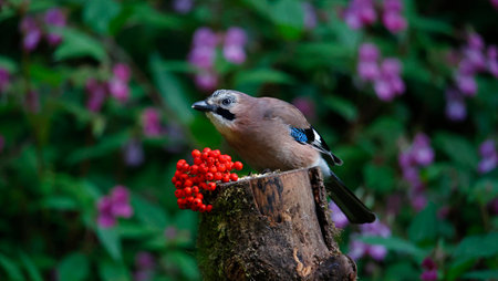 Eurasian jay, Garrulus glandarius, single bird on branch with red berriesの写真素材