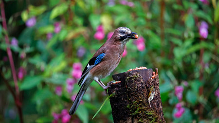Eurasian jay (Garrulus glandarius) on a branchの写真素材