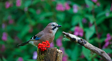 Jay bird sitting on a branch with red berries in the forest.