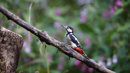 Great spotted woodpecker (Dendrocopos major)