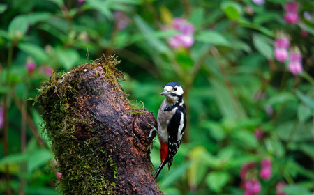 Great spotted woodpecker (Dendrocopos major) perching on a branchの写真素材