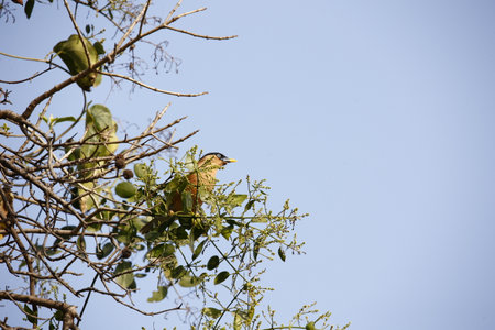 Brahminy starling perched in a tree in Keoladeo National Park Indiaの写真素材