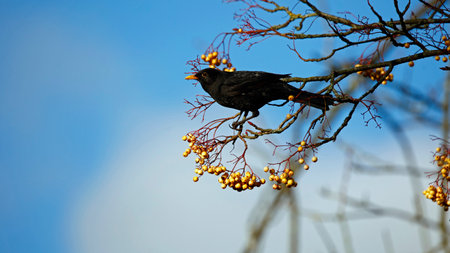 Blackbird on a branch of rowan with yellow berries in autumnの写真素材