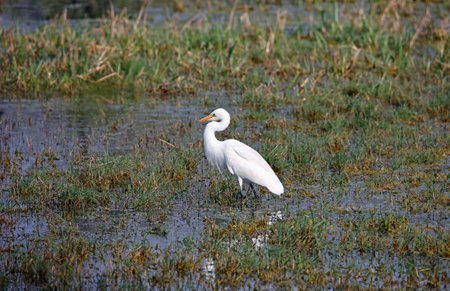 Intermediate egret in the swamp