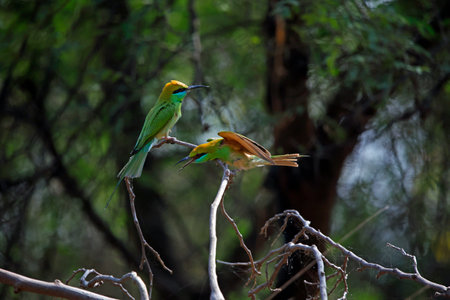 Couple of Bee-Eater on a branch in the forest