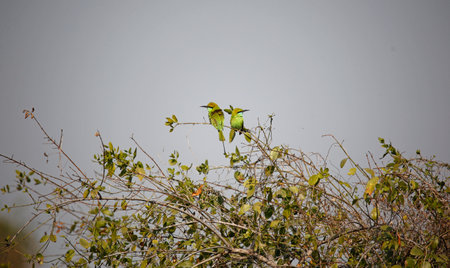 Green Bee-Eater bird (Merops leschenaulti)