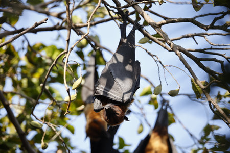 A pair of flying foxes hanging on a branch in a treeの写真素材