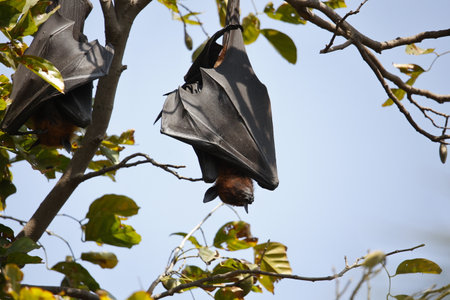 Bat hanging in a tree