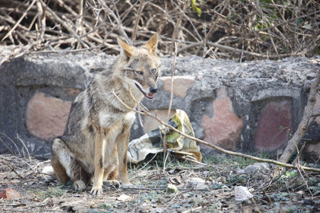 Golden jackal in Indiaの写真素材
