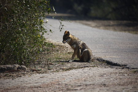 Golden jackal in Indiaの写真素材