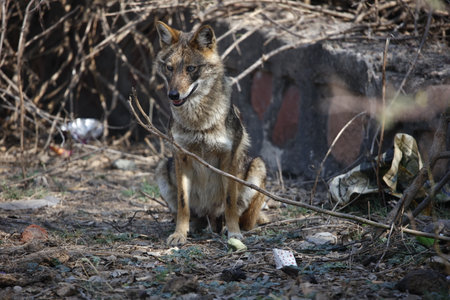 Golden jackal in India