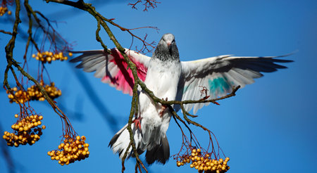 Pigeon on a branch of a rowan in the springの写真素材