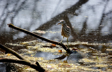 Indian pond heron