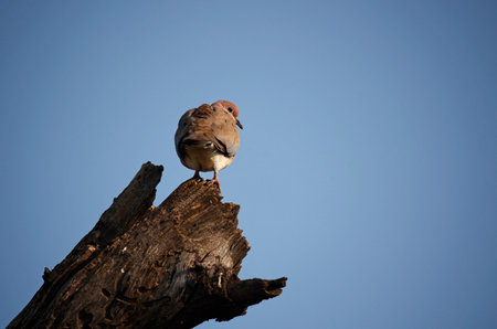 Laughing dove sitting on the tree in the morning sun,の写真素材