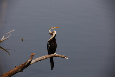 Anhinga bird on a branch at the edge of a lake