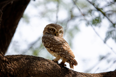 Spotted owlet, single bird on branch,