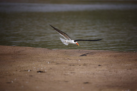 Indian skimmer on the Chambal river