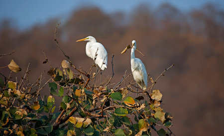 Intermediate egret on a tree