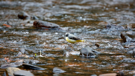 Grey wagtail) in the riverの写真素材