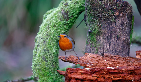 Robin on a mossy logの写真素材