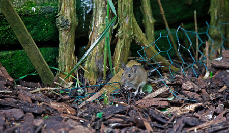 Mouse on the ground in the garden. Wildlife scene from natureの写真素材
