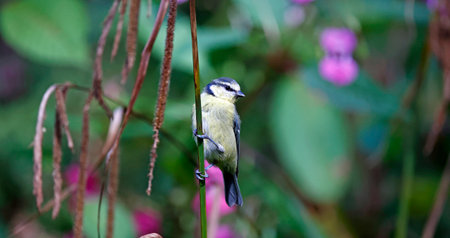 Blue tit (Cyanistes caeruleus) in nature