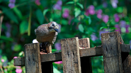 Eurasian jay perching on a wooden fence in the garden.の写真素材