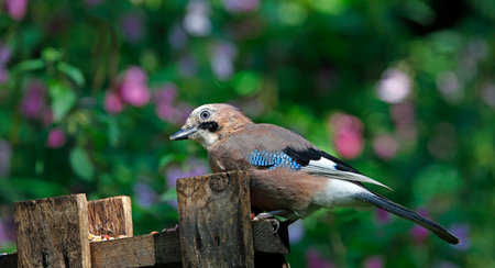 Jay perched on a wooden fence in the garden on a sunny dayの写真素材