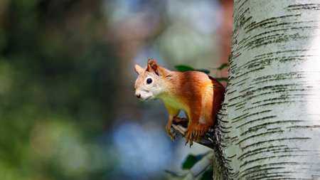 Squirrel on the tree in the forest. Animal in nature.