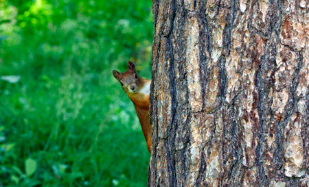 Squirrel on a tree in the forest. Squirrel in the park.