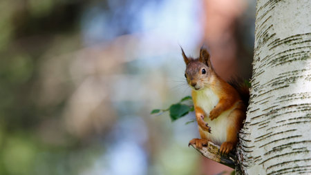 Squirrel sitting on a tree trunk in the forest, close-upの写真素材