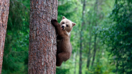 Brown bear climbing on a tree in the summer forest. Scientific name: Ursus arctos.の写真素材
