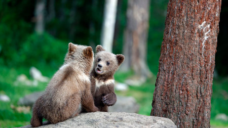 Two brown bear cubs sitting on a rock in the forest.の写真素材