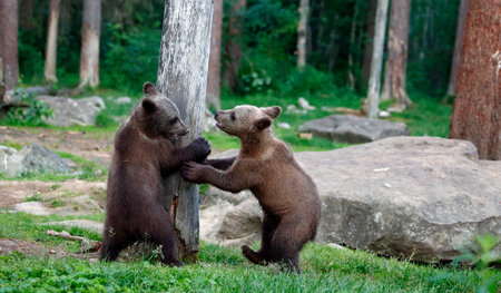 Brown bear (Ursus arctos) mother and cubの写真素材