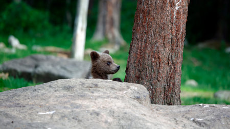 Brown bear cub climbing on the rock in the forest. Wildlife scene from nature.の写真素材